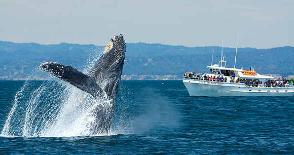 Whale Watching & Shark Cage Diving